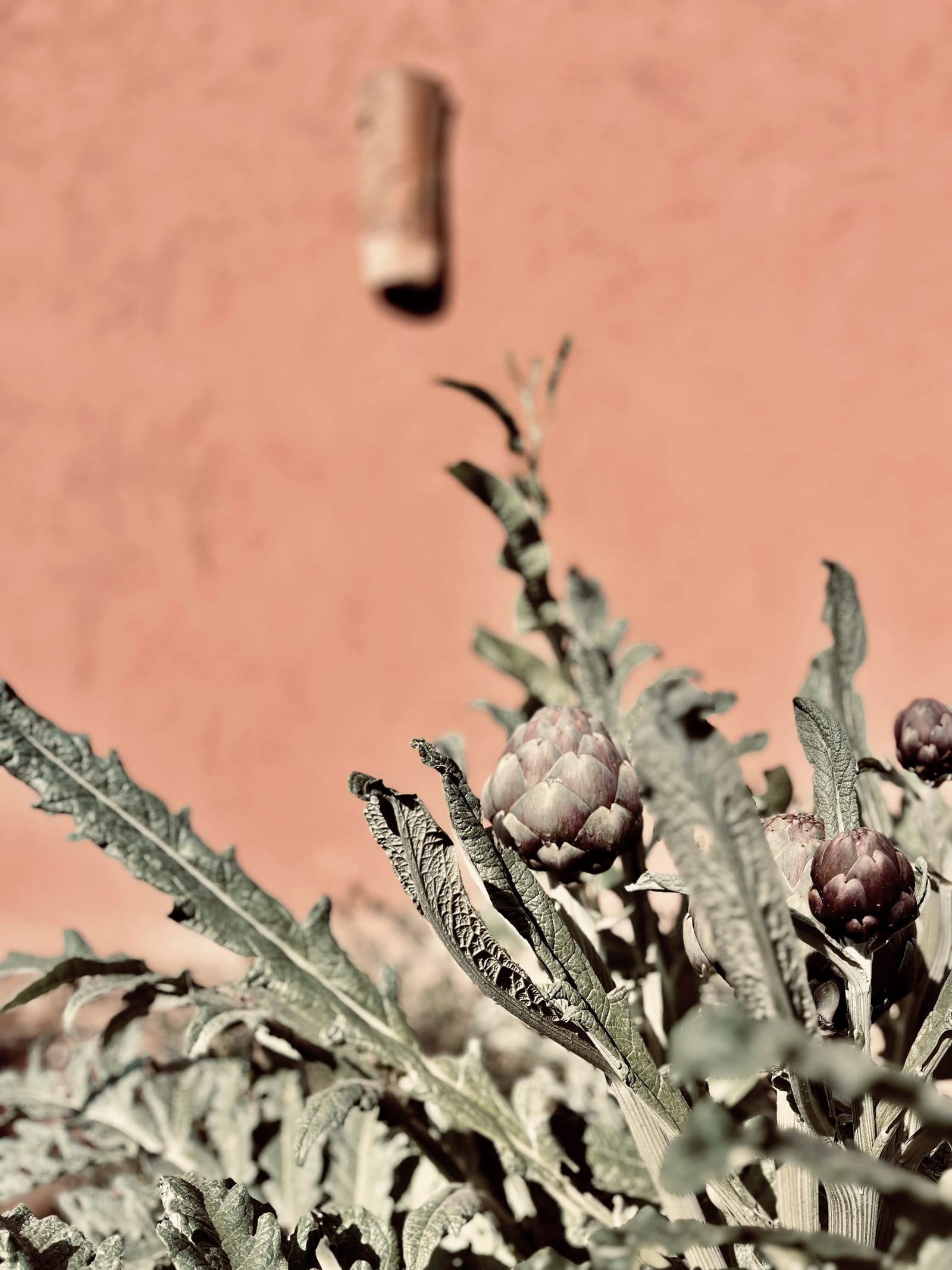 Le jardin à Toile Blanche