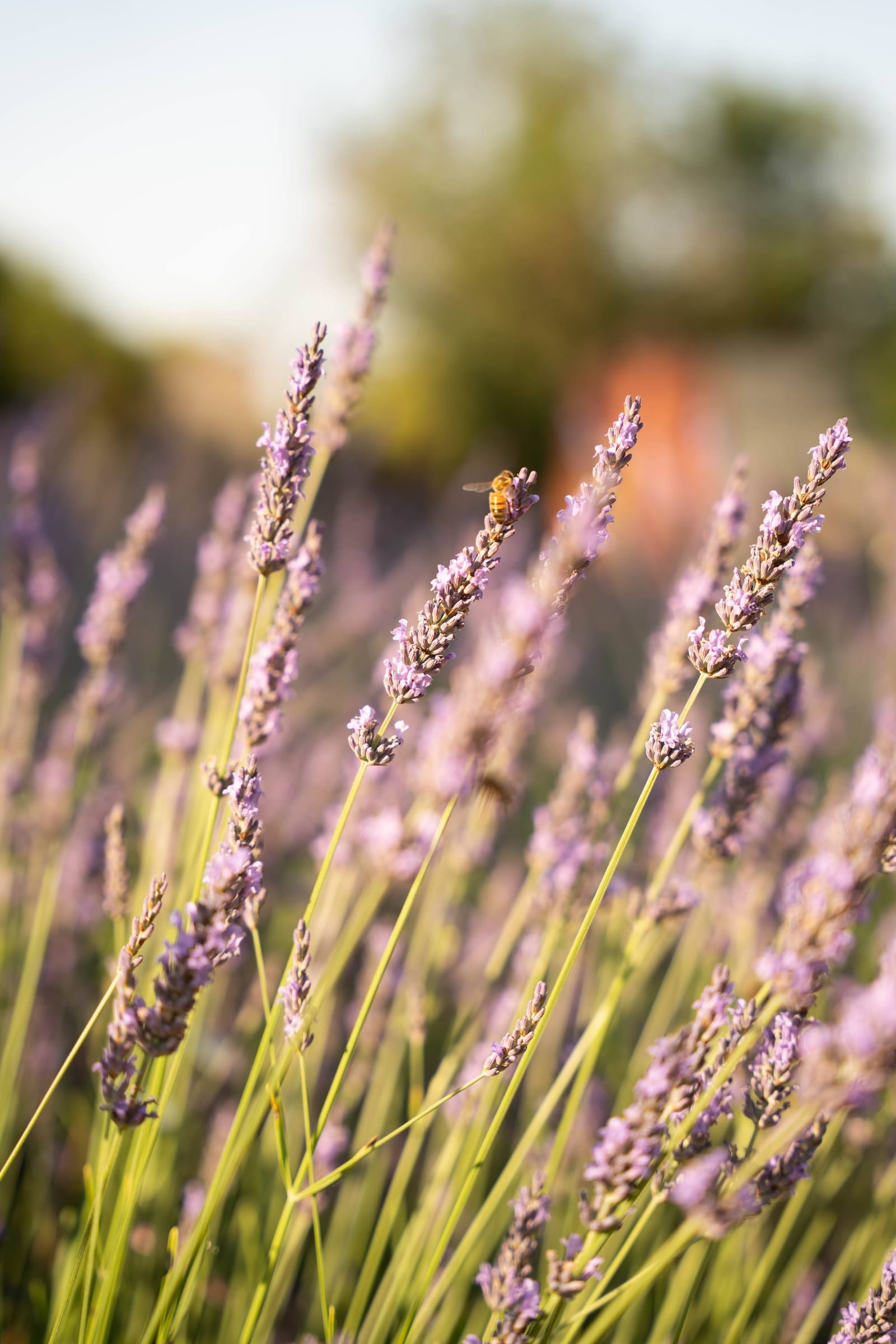 Le jardin à Toile Blanche