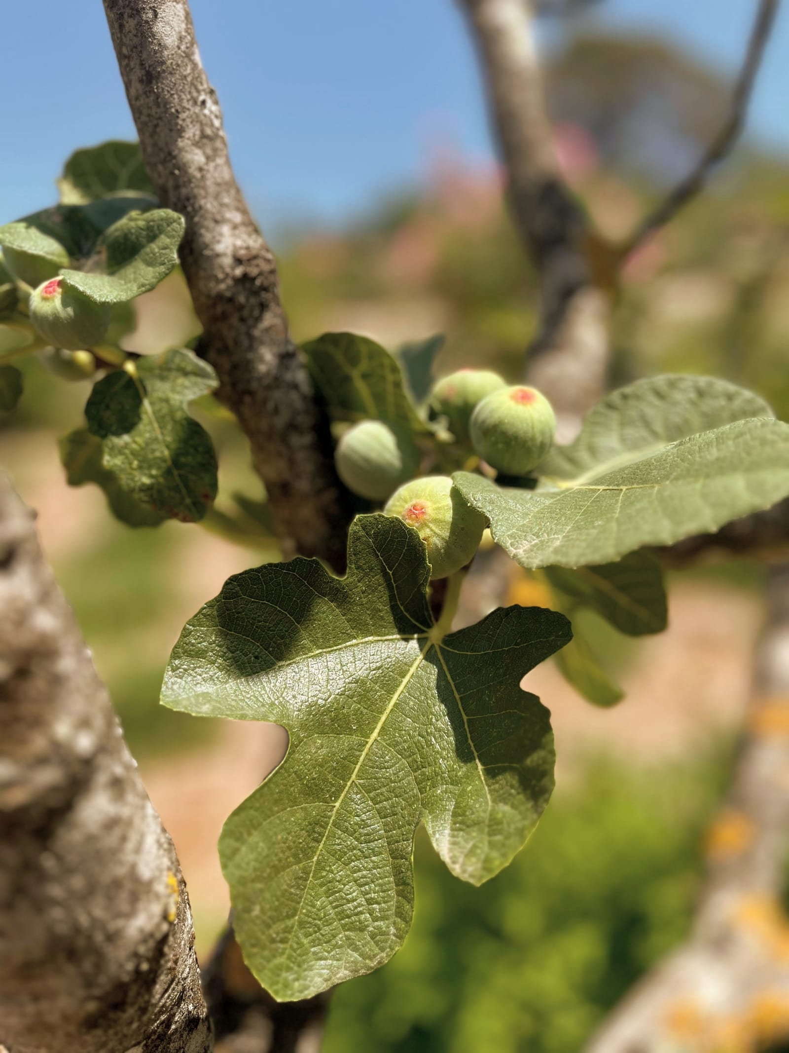 Le jardin à Toile Blanche